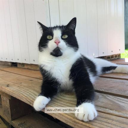 Foto 1/1 Oly Chat perdido en Neydens