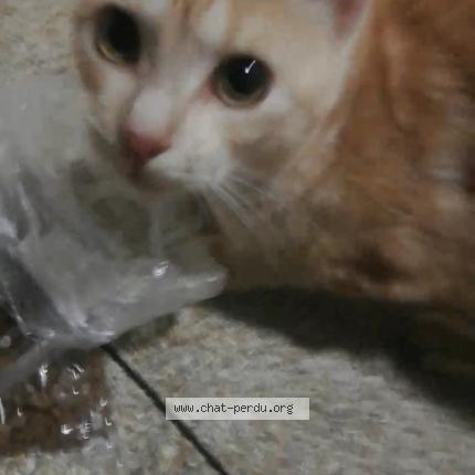 Foto 1/1 Gato encontrado Encontrado en Biuaye