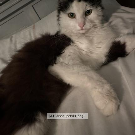 Foto 1/1 Chipie Chat perdido en Cognin