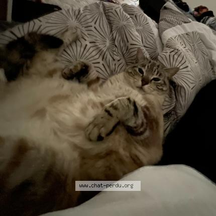 Foto 1/1 Loki Chat perdido en Livron sur drome