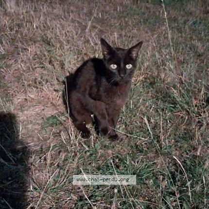 Foto 1/1 Gato encontrado Encontrado en Alencon