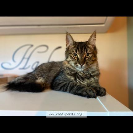 Foto 1/3 Pyla Chat perdido en Mios