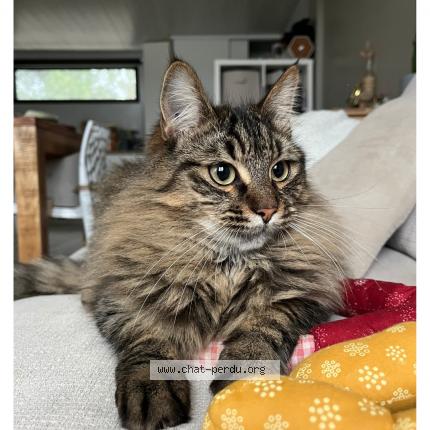 Foto 3/3 Pyla Chat perdido en Mios