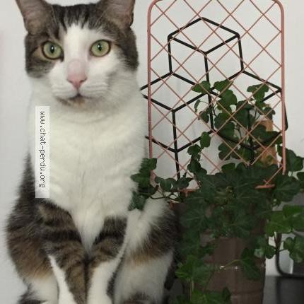 Foto 1/1 Machin Chat perdido en Brest