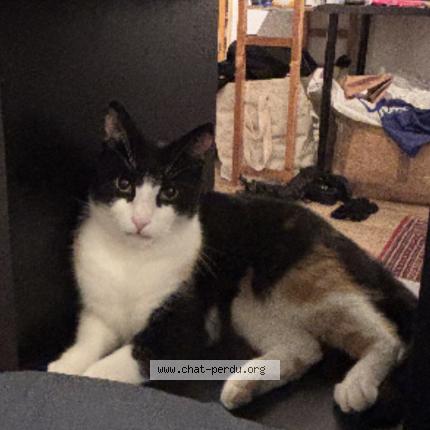 Foto 1/1 Donki Chat perdido en Saint jean molenbeek