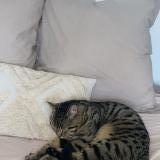 Foto del gato perdido en Angers