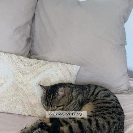 Foto 1/1 Simba Chat perdido en Angers