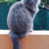 Foto del gato perdido en Marseillan