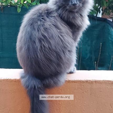 Foto 1/1 Tigris Chat perdido en Marseillan