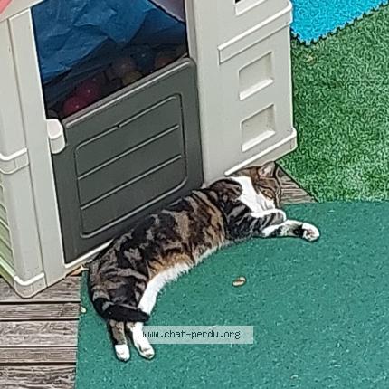 Foto 1/1 Nounoune Chat perdido en Manson