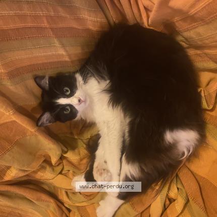 Foto 1/1 Duchesse Chat perdido en Alleur