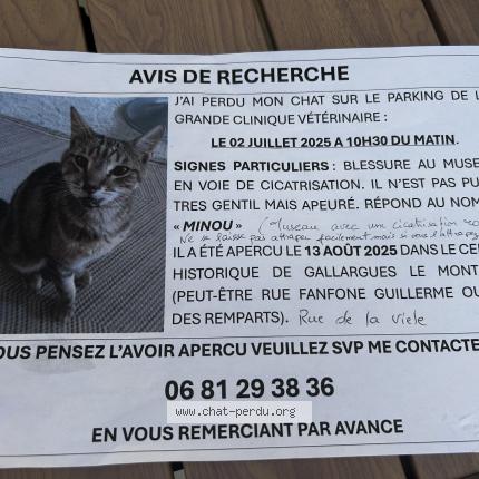 Foto 1/1 Minou Chat perdido en Gallargues le montueux