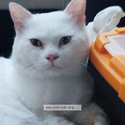 Foto 1/1 Felix Chat perdido en Rawalpindi gulzar e quaid