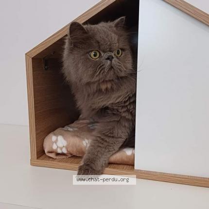 Foto 1/1 Pompom Chat perdido en Saint brieuc