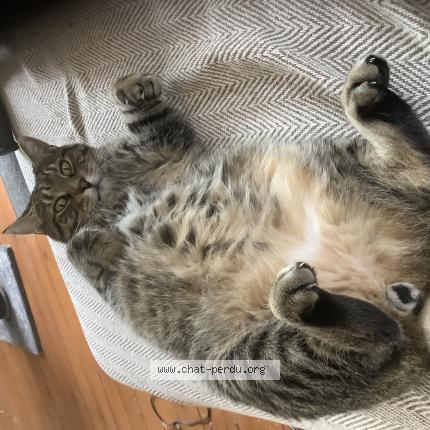 Foto 1/1 Minimi Chat perdido en Febvin palfart