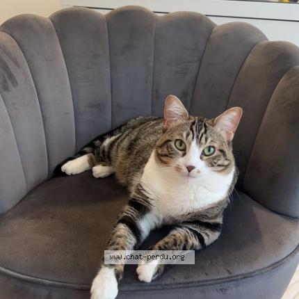 Foto 1/1 Zara Chat perdido en Lyon