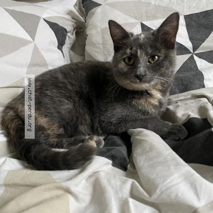 Foto 1/5 Vaï Chat perdido en Pesmes