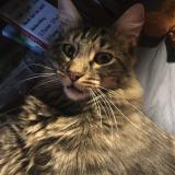 Foto del gato perdido en Saint Auban