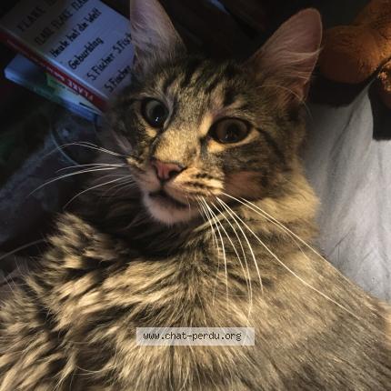 Foto 1/1 B&eacute;b&eacute; doudoune Chat perdido en Saint auban