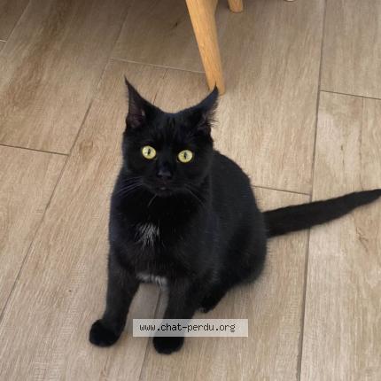 Foto 1/1 Pablo Chat perdido en Wemmel