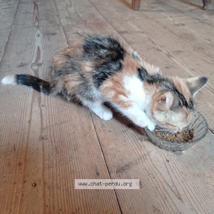 Foto 1/1 Gato encontrado Encontrado en Le claux