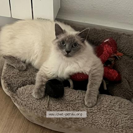 Foto 1/1 Shiva Chat perdido en Biarritz