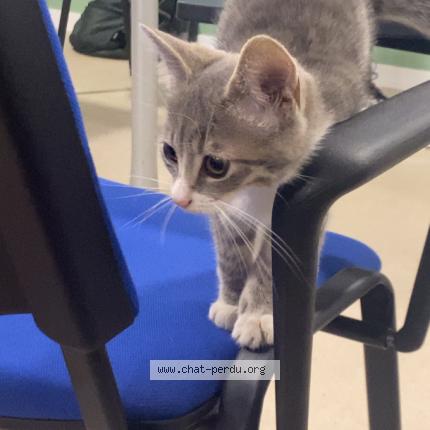 Foto 1/1 stella Chat perdido en Cuincy