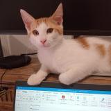 Foto del gato perdido en Claix