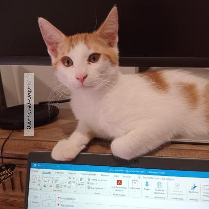 Foto 1/1 KNOUNA Chat perdido en Claix