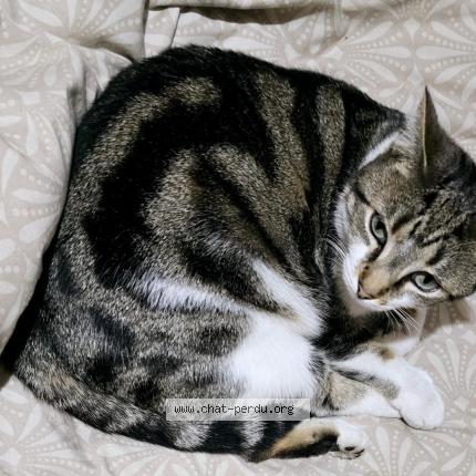 Foto 1/1 Pupuce Chat perdido en Roubaix