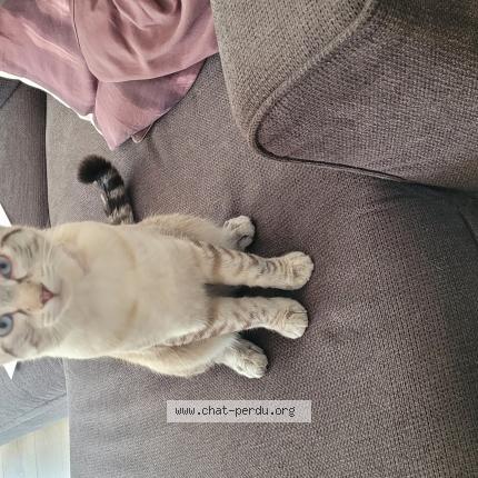 Foto 1/1 Gato encontrado Encontrado en Poisy