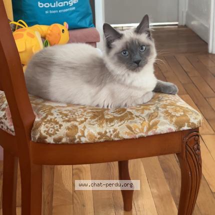 Foto 1/2 Caramel Chat perdido en Pontault combault