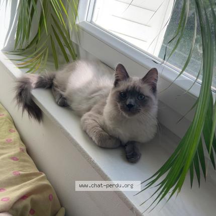 Foto 2/2 Caramel Chat perdido en Pontault combault