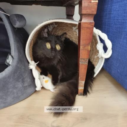 Foto 1/1 Schubert Chat perdido en Arcachon