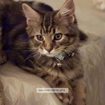 Foto 1/1 Tsuki Chat perdido en Montpellier