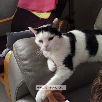 Foto 1/1 CHINA Chat perdido en Haubourdin