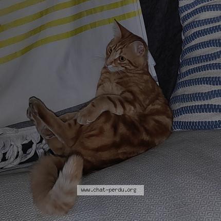 Foto 1/1 Foxy Chat perdido en Vaux sur mer