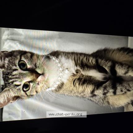 Foto 1/1 Coco Chat perdido en Palaiseau