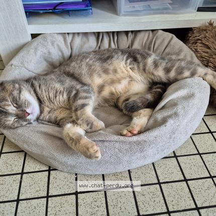 Foto 1/1 Câline Chat perdido en Chavagnes en paillers