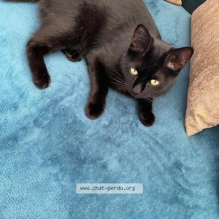 Foto 1/1 Mouss Chat perdido en Conflans