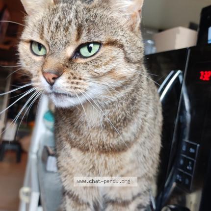 Foto 1/1 C&acirc;line Chat perdido en Warluis