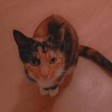 Foto del gato perdido en Hirson