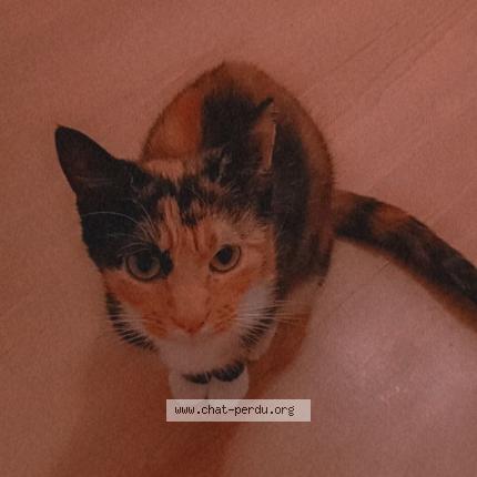 Foto 1/1 Gato encontrado Perdido en Hirson