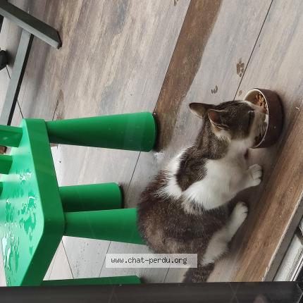 Foto 1/1 Gato encontrado Encontrado en Janze