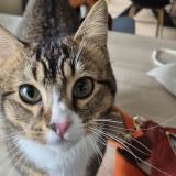 Foto del gato perdido en Chenehutte La Mimerolle