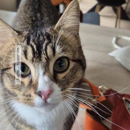 Foto 1/1 Zola Chat perdido en Chenehutte la mimerolle