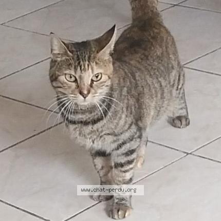 Foto 1/1 Erza Chat perdido en Avignon