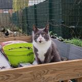 Foto del gato perdido en Hasnon