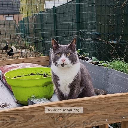 Foto 1/1 Groot Chat perdido en Hasnon