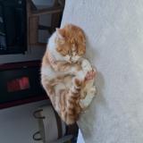 Foto del gato perdido en Le Vigneau